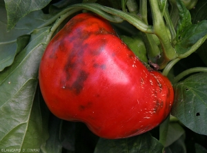 Défauts de coloration en taches sur fruit de poivron. <b>Virus de la mosaïque du concombre</b> (<i>Cucumber mosaic virus</i>, CMV)