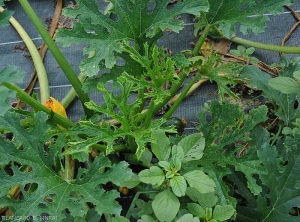 Les symptômes du<b>Virus de la mosaïque jaune de la courgette</b> sont très spectaculaires sur cette Cucurbitacée, en particulier sur courgette. Affectée précocement, la croissance de ce pied de courgette est fortement réduite, voire bloquée. (<i>Zucchini yellow mosaic virus</i>, ZYMV) 