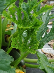 Des éclaircissement du limbe le long des nervures sont visibles sur ces feuilles de courgette déformées par ailleurs. <b>Virus de la mosaïque jaune de la courgette</b> (<i>Zucchini yellow mosaic virus</i>, ZYMV)