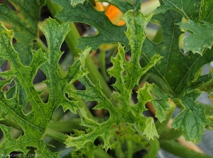 Plus ou moins mosaïquée , ces feuilles de courgette ont un limbe moins étendu et déformé. <b>Virus de la mosaïque jaune de la courgette</b> (<i>Zucchini yellow mosaic virus</i>, ZYMV)