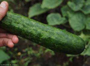 Fruit de concombre mosaïqué et superficiellement légèrement boursoufflé. </b> (<i>Zucchini yellow mosaic virus</i>, ZYMV) 