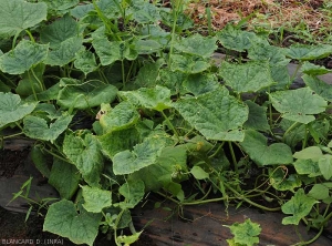 Pied de concombre dont les feuilles sont quasiment toutes  mosaïquées et plus ou moins cloquées. <b>Virus de la mosaïque jaune de la courgette</b> (<i>Zucchini yellow mosaic virus</i>, ZYMV) 