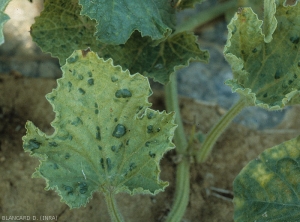 Feuille de melon montrant plusieurs cloques en relief. <b>Virus de la mosaïque jaune de la courgette </b>(<i>Zucchini yellow mosaic virus</i>, ZYMV)