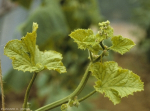 Arrêt de croissance et jaunissement des feuilles de l'apex de melon. <b>Virus de la mosaïque jaune de la courgette </b>(<i>Zucchini yellow mosaic virus</i>, ZYMV)