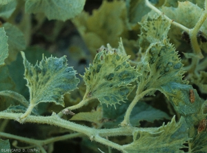 Rameaux portant plusieurs feuilles très déformées, cloquées et dentelées. </b>Virus de la mosaïque jaune de la courgette </b>(<i>Zucchini yellow mosaic virus</i>, ZYMV)