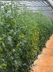 Foyer de plantes chlorotiques dans une culture de tomate sous abri. <b>Virus de la chlorose de la tomate</b> (<i>Tomato chlorosis virus</i>, ToCV)