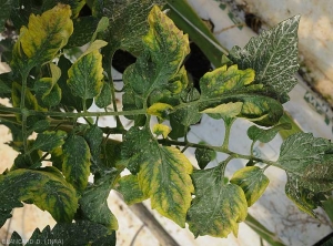 Le jaunissement internervaire est intense, notez que les nervures principales restent vertes contrastant avec le restant du limbe. <b>Virus de la chlorose de la tomate</b> (<i>Tomato chlorosis virus</i>, ToCV)