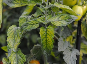 Un jaunissement internervaire se mettant en place progressivement caractérise manifestation du  <b>Virus de la chlorose de la tomate</b>  sur tomate. (<i>Tomato chlorosis virus</i>, ToCV)