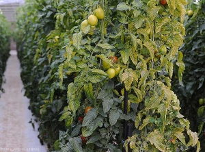 De très nombreuses feuilles basses et intermédiaires sont plus ou moins jaunes. <b>Virus de la chlorose de la tomate</b> (<i>Tomato chlorosis virus</i>, ToCV)