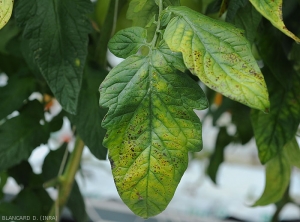 En plus de jaunir, le limbe de ces folioles de tomate montre des petites lésions nécrotiques brunes. <b>Virus de la chlorose de la tomate</b> (<i>Tomato chlorosis virus</i>, ToCV)