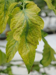 Foliole de tomate très chlorotique révélant aussi des petites taches nécrotiques brunes. <b>Virus de la chlorose de la tomate</b> (<i>Tomato chlorosis virus</i>, ToCV)