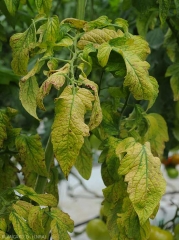 Symptômes très évolués sur folioles de tomate occasionnés par le <b>Virus de la chlorose de la tomate</b>. (<i>Tomato chlorosis virus</i>, ToCV)