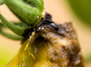 Oeufs de <i><b>N. cyanescens</i></b> sur tomate