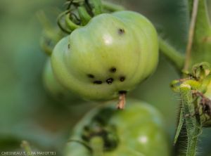 Piqûres de <i><b>N. cyanescens</i></b> sur fruits imatures.