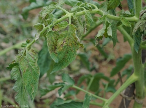 Plusieurs folioles présentent des lésions nécrotiques brunes formant par endroits des anneaux plus ou moins bien définis. Leur limbe est aussi chlorotique et légèrement bronzé. <b>Virus du flétrissement en taches de la tomate</b> (<i>Tomato spotted wilt virus</i>, TSWV)