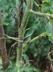 Lésions nécrotiques allongées sur tige de tomate.  <b>Virus du flétrissement en taches de la tomate</b> (<i>Tomato spotted wilt virus</i>, TSWV)