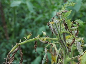 Apex d'un pied de tomate bloqué, nécrosé et légèrement courbé. Des stries nécrotiques sont visibles sur certains pétioles et sur la tige.  Des folioles sont aussi entièrement nécrosées. <b>Virus du flétrissement en taches de la tomate</b> (<i>Tomato spotted wilt virus</i>, TSWV)