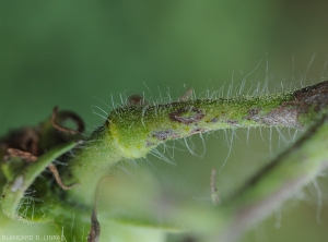 Anneau et lésions nécrotiques sur pédoncule d'un fruit de tomate.  <b>Virus du flétrissement en taches de la tomate</b> (<i>Tomato spotted wilt virus</i>, TSWV)