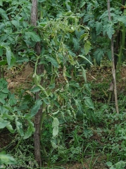 Pied de tomate affecté par le  <b>virus du flétrissement en taches de la tomate</b>. La plante a une croissance réduite et ses feuilles sont chlorotiques et nécrosées par endroits. (<i>Tomato spotted wilt virus</i>, TSWV)