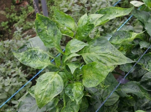 Les feuilles de ce pied de poivron sont fortement mosaïquées et partiellement déformées.  <b>Virus du flétrissement en taches de la tomate</b> (<i>Tomato spotted wilt virus</i>, TSWV)