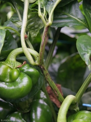 Lésions nécrotiques allongées sur tige de poivron.  <b>Virus du flétrissement en taches de la tomate</b> (<i>Tomato spotted wilt virus</i>, TSWV)