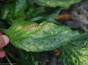 Détail d'anneaux chlorotiques tels qu'on peut les observer sur feuille de poivron. <b>Virus du flétrissement en taches de la tomate</b> (<i>Tomato spotted wilt virus</i>, TSWV)