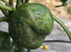 Ce fruit est déformé par plusieurs anneaux et arabesques chlorotiques et liégeux.  <b>Virus du flétrissement en taches de la tomate</b> (<i>Tomato spotted wilt virus</i>, TSWV)