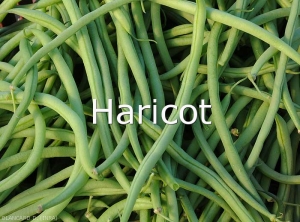 Haricot