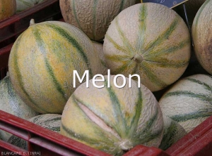 Melon