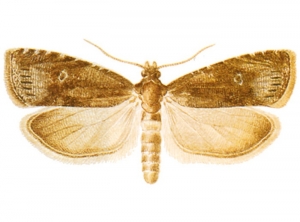 Papillon du Carpocapse du prunier