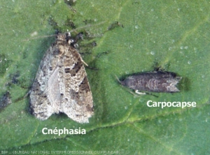 Différences entre Cnephasia et Carpocapse du prunier.