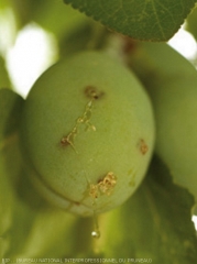 Piqûre en spirale sur prune, caractéristique de la petite tordeuse de fruits <i>Cydia lobarzewskii<i>