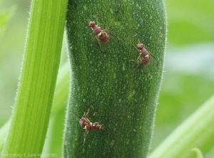 Femelles en cours de ponte sur courgette. <i><b>Dacus ciliatus<i></b>.