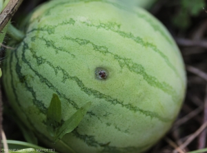 Dégâts observables après ponte de mouche des Cucurbitacées sur melon. <i><b>Dacus ciliatus</i></b>.