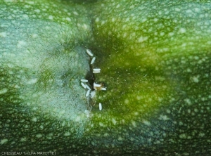 Oeufs de mouche des Cucurbitacées au niveau d'une zone de ponte sur courgette. <b><I>Dacus ciliatus</i></b>.