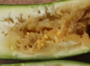 Dégâts et larves de mouche des Cucurbitacées à l'intérieur d'une courgette. <b><i>Dacus ciliatus</b></i>.