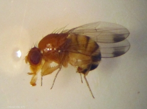 Moucheron asiatique <i>Drosophila suzukii<i>