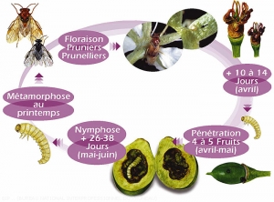 Prunier_Cycle-hoplocampe<i>Hoplocampa flava<i> <i>Hoplocampa minuta<i>