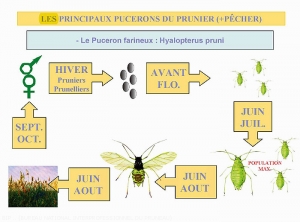 Prunier_Cycle-puceron-farineux<i>Hyalopterus pruni<i>