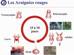 Cycle biologique des araignées rouges, <i>Panonychus ulmi, Tetranychus viennensis, Bryobia</i> sp. 