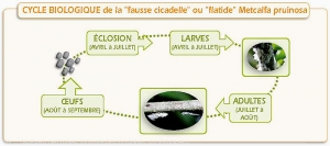 Prunier_Cycle-cicadelle pruineuse <i>Metcalfa pruinosa<i>