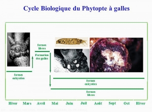 Prunier_Cycle-phytopte-galles <i>Acalithus phloeocoptes<i>