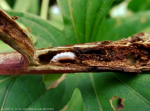 Larve de <b><i>Cylas formicarius</i></b> dans sa galerie sur tige de Patate douce