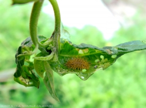 Larve d'<b><i>Henosepilachna sparsa vigintisexpunctata</i></b>, notez les dégâts en "dentelle" caractéristiques.