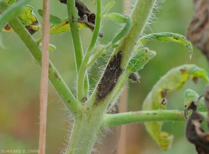 Lésion étendue, noirâtre, et allongée sur apex de tomate. <i><b>Corynespora cassiicola</i></b> (corynesporiose)