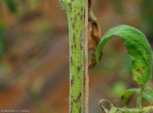 De nombreuses petites lésions brunâtres, allongées et nécrotiques parsèment cette tige de tomate. <i><b>Corynespora cassiicola</b></i> (corynesporiose)