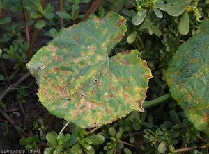 Taches de mildiou sur feuille de concombre plus ou moins évoluées. Le limbe se déforme partiellement aux endroits où elles ont conflué. <b><i>Pseudoperonospora cubensis</i></b> (mildiou, downy mildew)