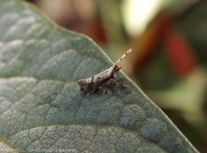 Papillon de la teigne du chou, <b><i>Plutella xylostella</i></b>. Notez sa petite taile d'environ 13 à 15mm. Ses antennes sont pointées vers l'avant et sont un signe caractéristique.