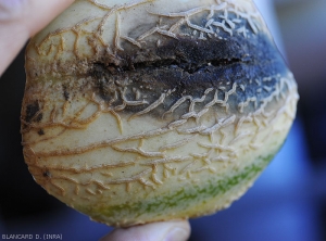 Une large lésion humide, brun sombre à noirâtre s'étend progressivement sur ce melon qui est partiellement fendu. <i>Didymella bryoniae</i> (pourriture noire)