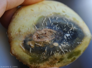 Sur la partie centrale est subérisée de cette lésion sur fruit de melon, on distingue plusieurs minuscules structures globulaires, des fructifications du champignon parasite, ainsi que quelques exsudats gommeux. <i>Didymella bryoniae</i> (pourriture noire)